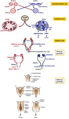 Disorders of Sex Development of Adrenal Origin